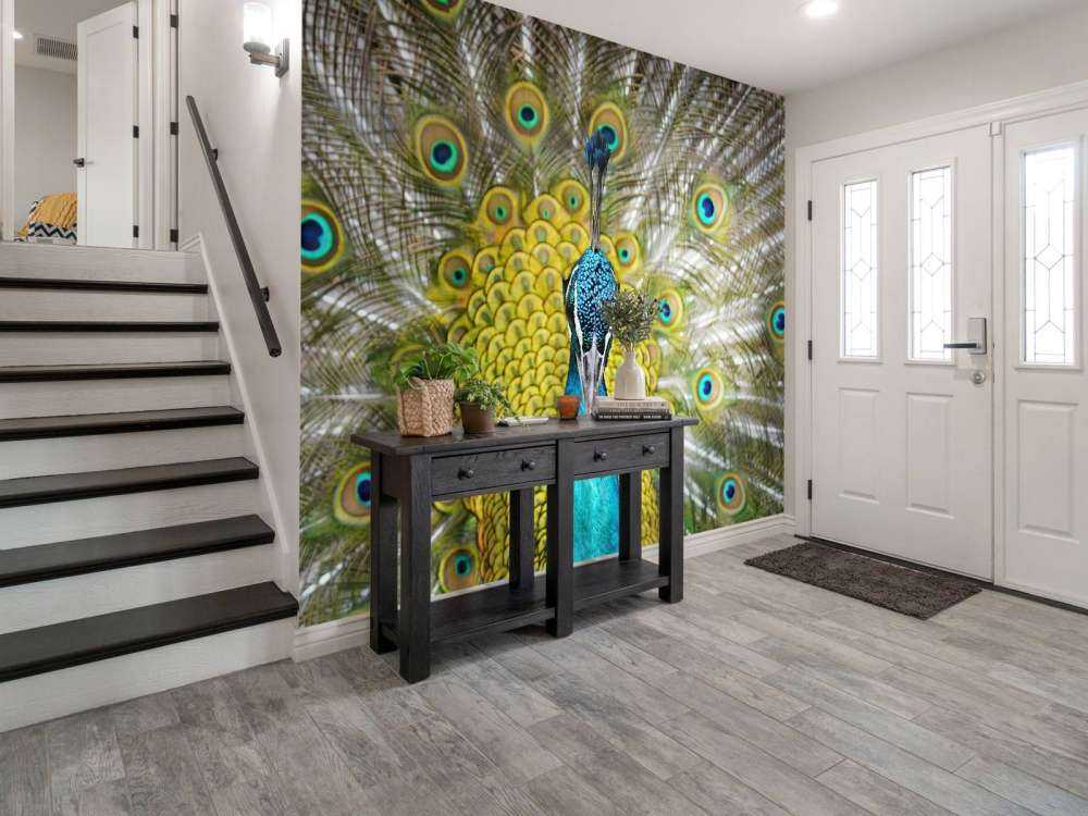 Front view of a peacock